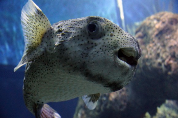 massive puffer fish