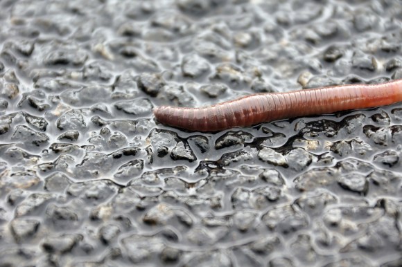 wet worm