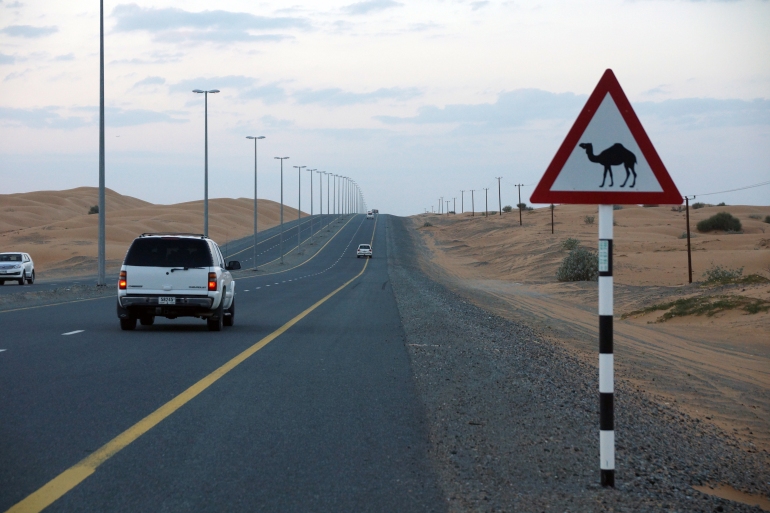 Dubai Camel Crossing