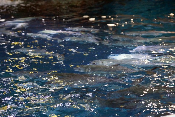 Aquarium Texture UAE