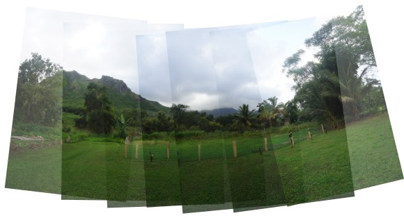 Hawaiian Vacation_Combined forest view_small