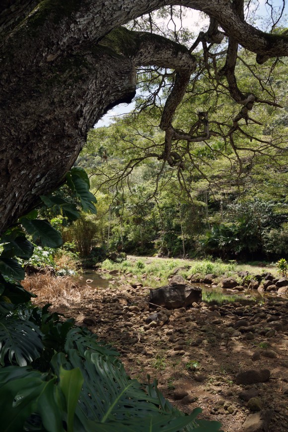 Hawaiian Vacation_Crazy Trees (2)