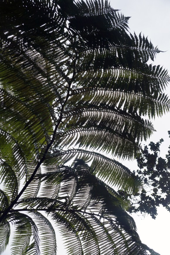 Hawaiian Vacation_Sunburst ferns