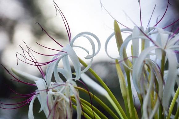Hawaiian Vacation_White flowers