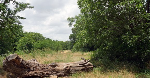 Elmer W Oliver Nature Park_Log and Trail