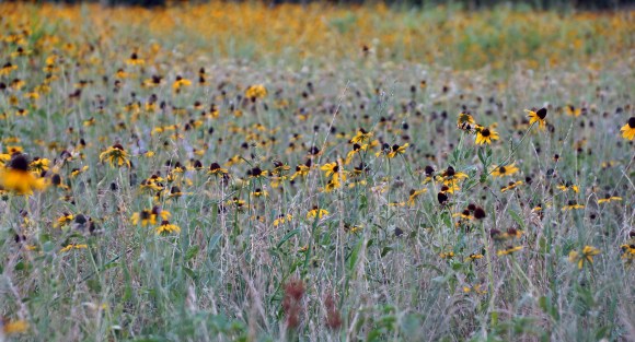 Elmer W Oliver Nature Park_Wildflowers 2