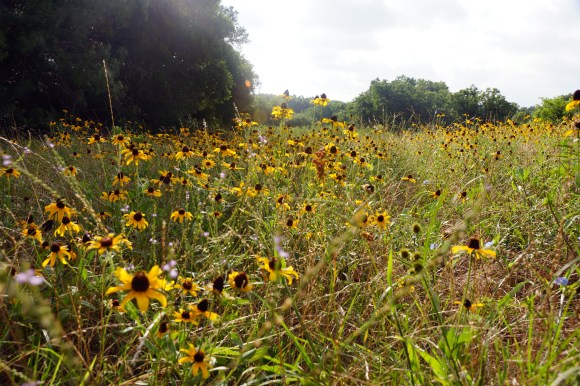 Elmer W Oliver Nature Park_Wildflowers 3