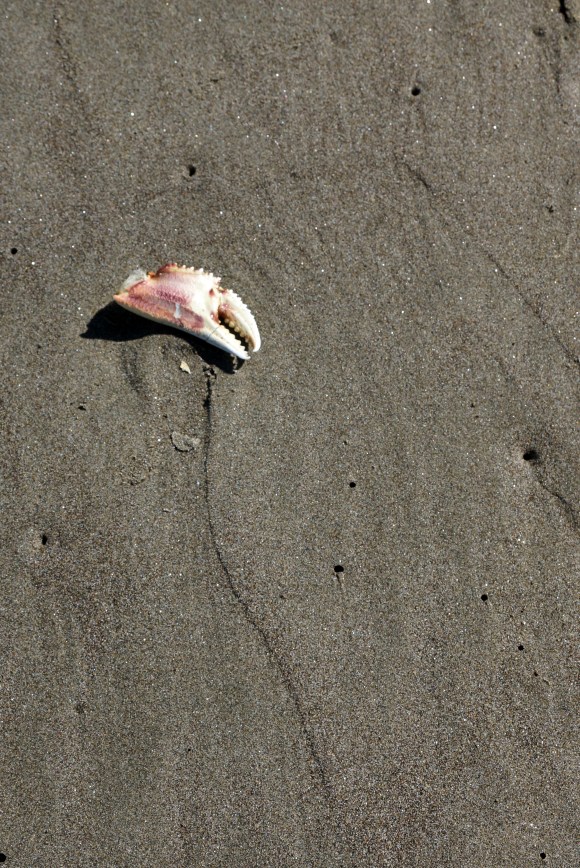 Coast Life_Crab Claw