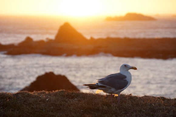 Coast Life_Seagull