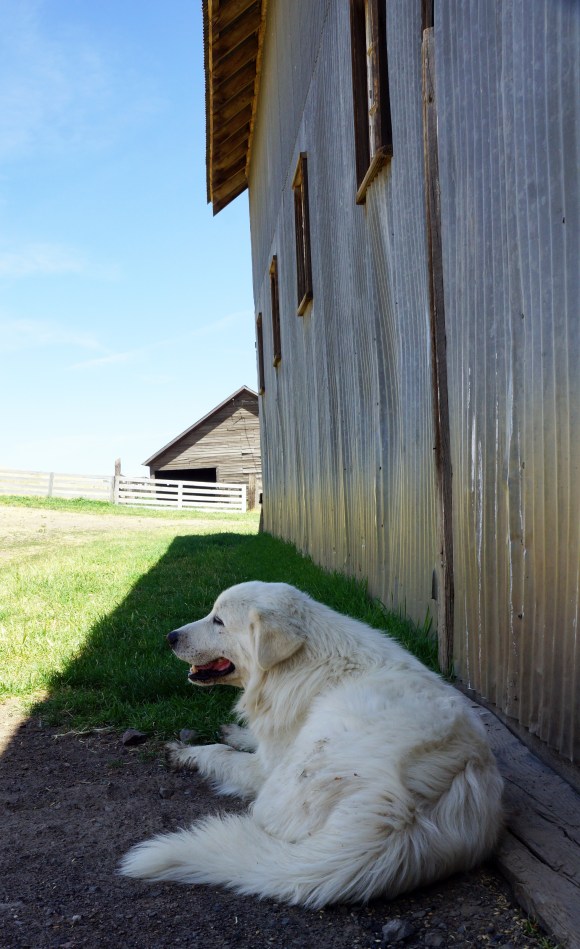 Imperial Stock Ranch_Herd Dog