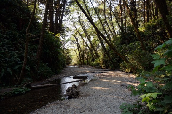 vERY tALL tREES_Fern Canyon 1