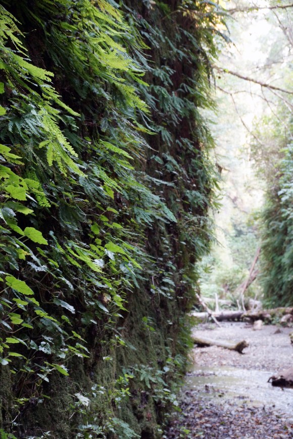 vERY tALL tREES_Fern Canyon 2