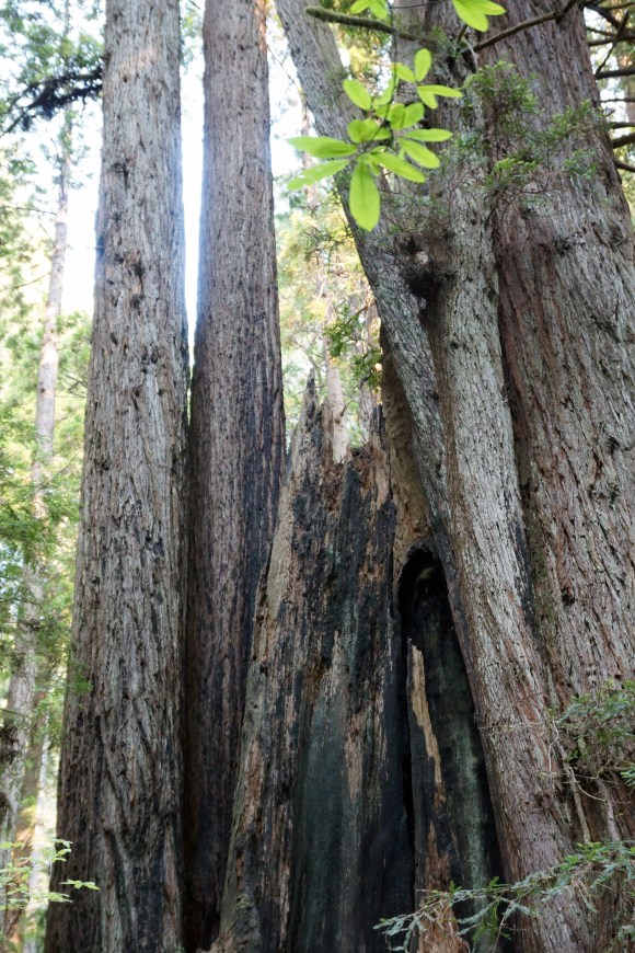 vERY tALL tREES_Figure in the Trees 1