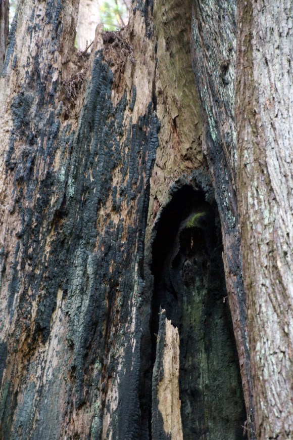 vERY tALL tREES_Figure in the Trees 2