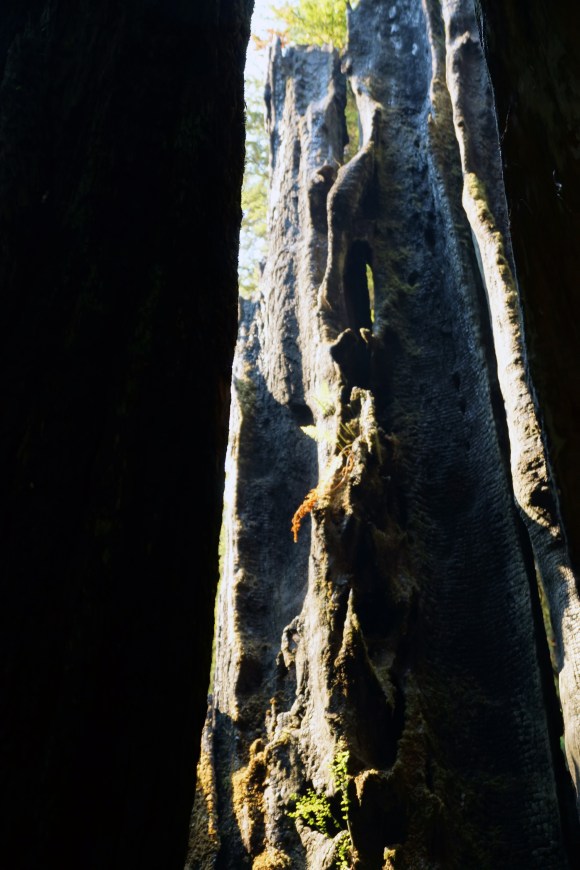 vERY tALL tREES_Hollow Tree