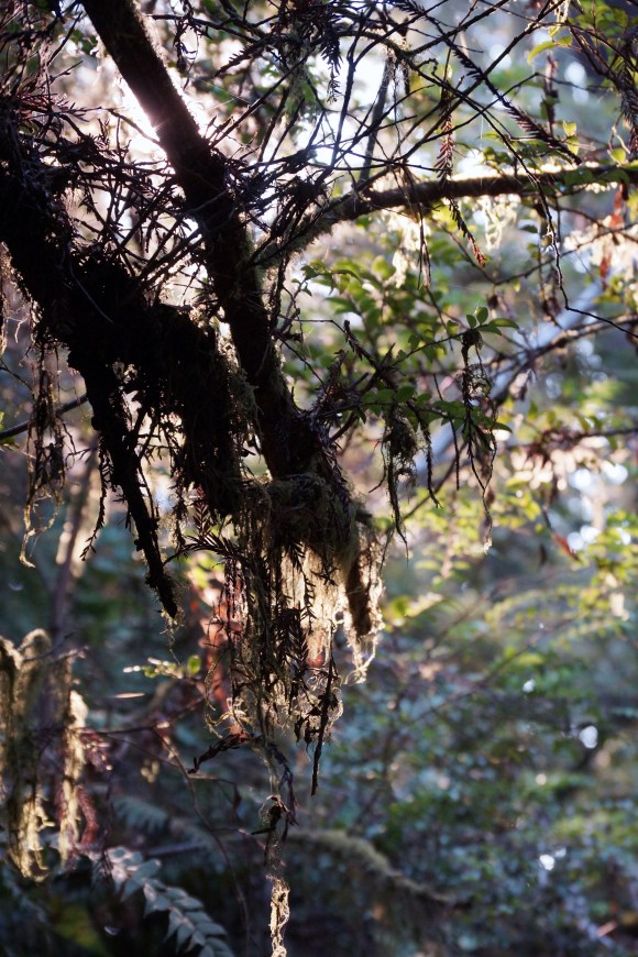 vERY tALL tREES_Light through moss
