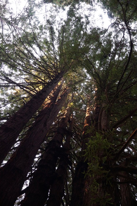 vERY tALL tREES_Redwood Chapel