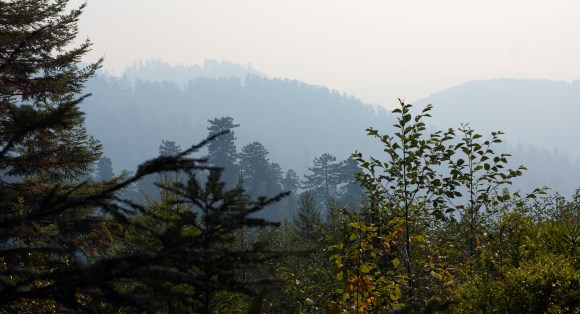 vERY tALL tREES_Smoggy Day