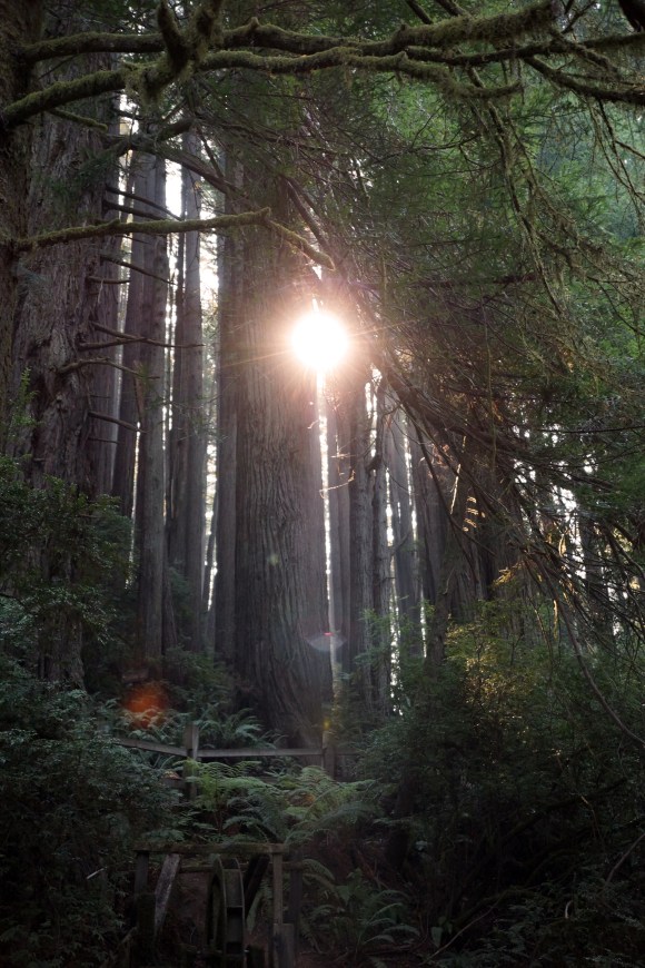 vERY tALL tREES_Sunbeam through Redwoods
