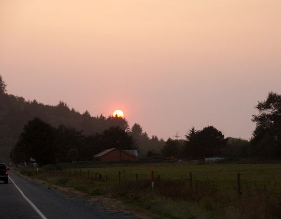 vERY tALL tREES_Sunset