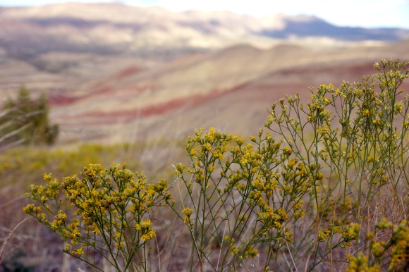 Painted Hills_The Actual Hill 3