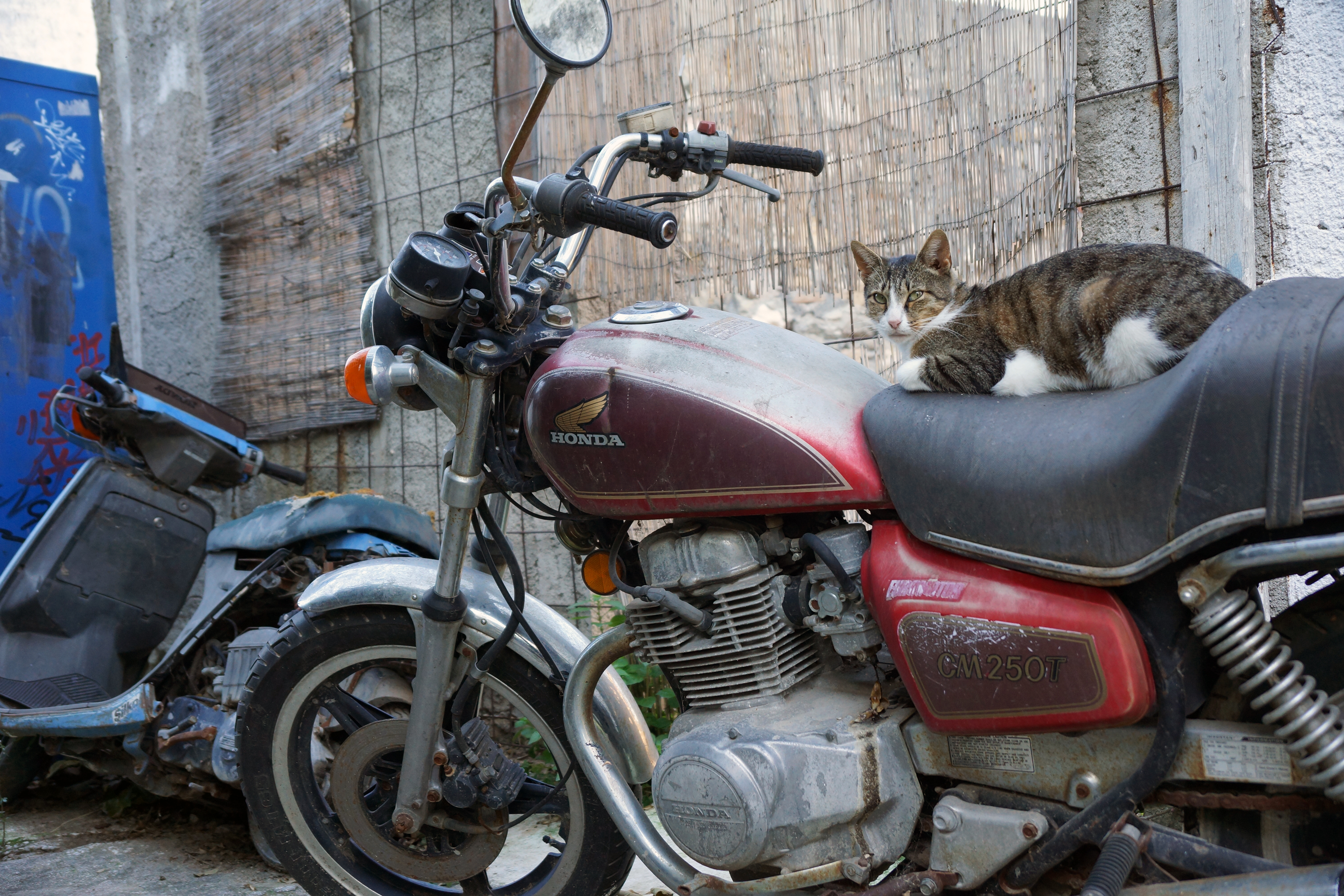 athens_greece_straycat02